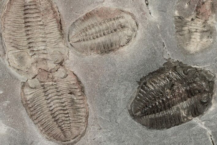 Ordovician Trilobite Mortality Plate - Tafraoute, Morocco #194169